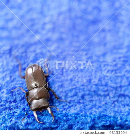 Stag beetle and blue towel 68153994