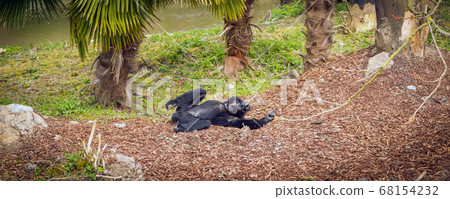 Siamang Gibbon under palm tree Siamang Gibbon under palm tree 68154232