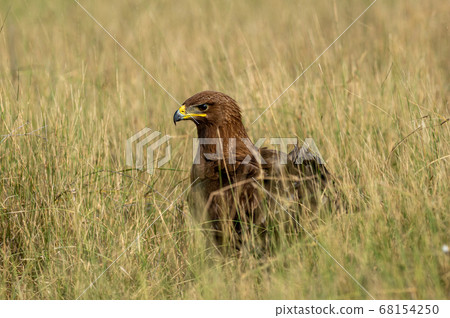Greater spotted eagle or Clanga clanga closeup in open grassland of tal chhapar blackbuck sanctuary churu rajasthan india Greater spotted eagle or Clanga clanga closeup in open grassland of tal chhapar blackbuck sanctuary churu rajasthan india 68154250