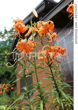 A lily flower that bloomed in the farm garden A lily flower that bloomed in the farm garden 68154267