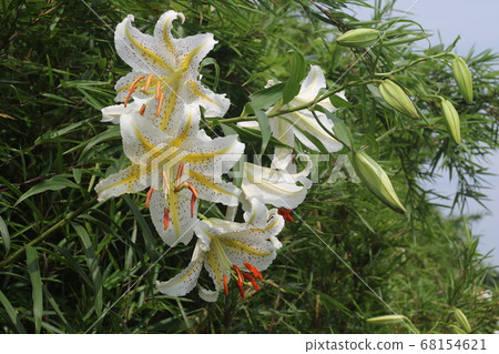 百合花的女王，大白花，鈴蘭 68154621