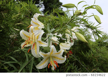 百合花的女王，大白花，鈴蘭 68154622