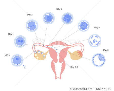 Human fertility concept 68155049