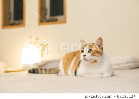 Calico relaxing indoors 68155124