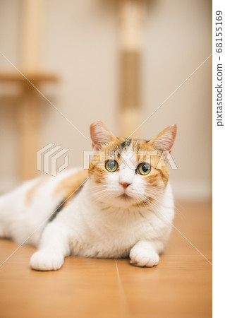 Calico sitting on the floor Calico sitting on the floor 68155169