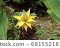 Yellow flower Chukinren 68155218
