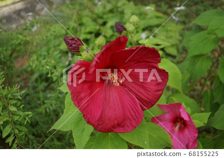 American fusifolia plant American fusifolia plant 68155225