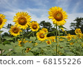 sunflower	 68155226