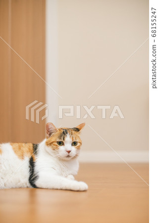Calico sitting on the floor 68155247