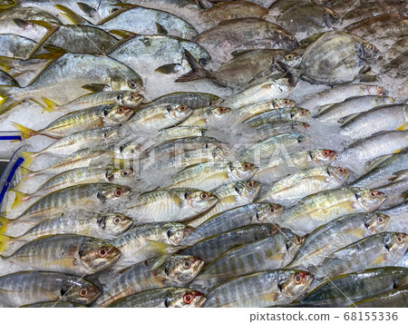 Mackerel fish frozen on ice for sale at seafood market 68155336