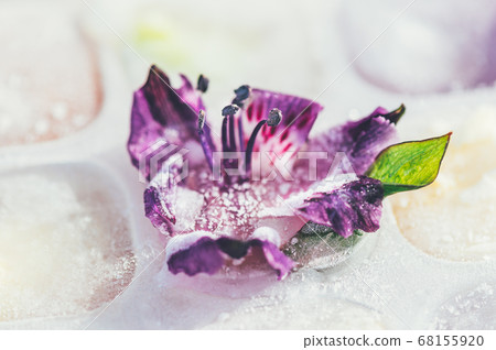 Frozen Flowers in Ice Cubes Frozen Flowers in Ice Cubes 68155920