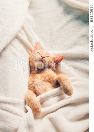 Cute ginger kitten sleeps Cute ginger kitten sleeps 68155953