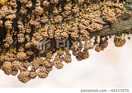 Badhamia utricularis slime mold (the Netherlands) Badhamia utricularis slime mold (the Netherlands) 68155970