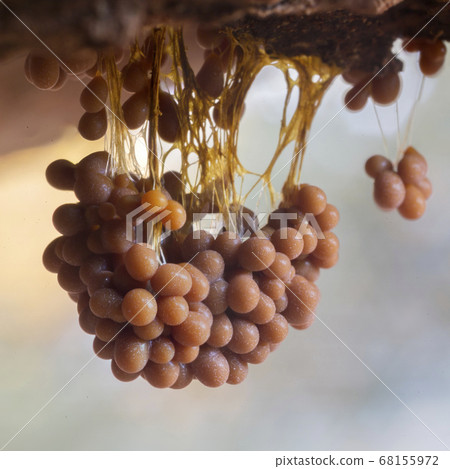 Badhamia utricularis slime mold (the Netherlands) 68155972