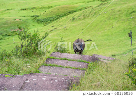 水牛 動物 桃源谷 草嶺古道 草原 grassland Taiwan water buffalo 68156036