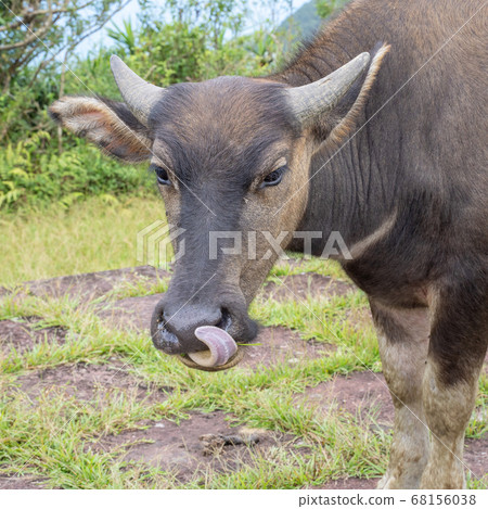 水牛 動物 桃源谷 草嶺古道 草原 grassland Taiwan water buffalo 水牛 動物 桃源谷 草嶺古道 草原 grassland Taiwan water buffalo 68156038