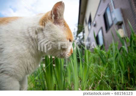 Walking cat brown-white cat Walking cat brown-white cat 68156123