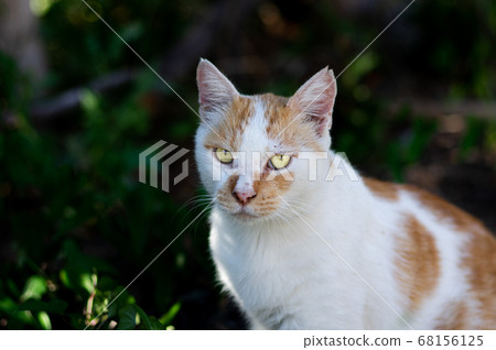 Nekochan凝視著一隻棕白色的貓 68156125