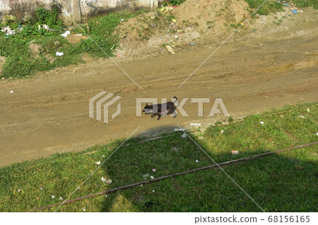 Stray dog walking along the railroad track at Komlapur station in Dhaka, the capital of Bangladesh Stray dog walking along the railroad track at Komlapur station in Dhaka, the capital of Bangladesh 68156165