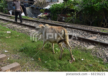 Cows eating grass on railroad tracks near Jouidopuru station in the suburbs of Dhaka, Bangladesh. Cows eating grass on railroad tracks near Jouidopuru station in the suburbs of Dhaka, Bangladesh. 68156221