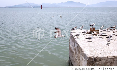 海鷗 海鷗 68156757