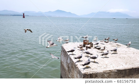 海鷗 海鷗 68156758