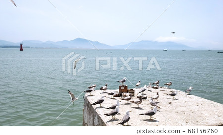 Seagull Seagull 68156760
