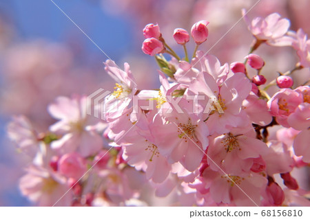[Fixed price] Sakura cherry blossoms in full bloom (Oyama City, Tochigi Prefecture) 68156810