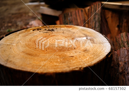 Face of stump taken with low gaze 68157302