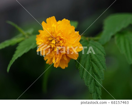 盛開山武的特寫鏡頭 盛開山武的特寫鏡頭 68157463