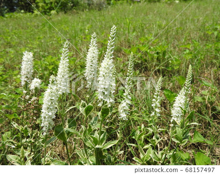 Veronica, a flower with beautiful vertical lines 68157497