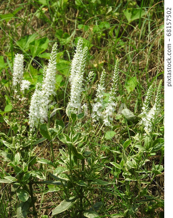 Veronica, a flower with beautiful vertical lines 68157502