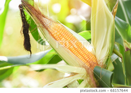 Ripe corn cob on tree wait for harvest in corn 68157644