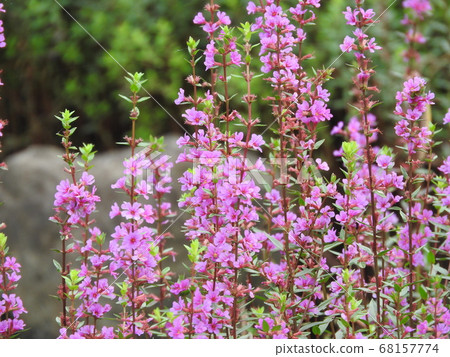 Misohagi crowded in the waterside 68157774