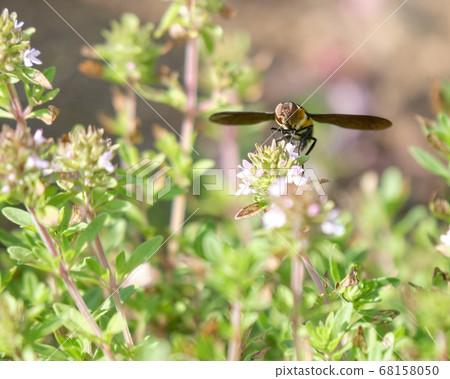 Greater Hoverfly that came for the nectar of creeping time 68158050