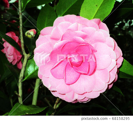 Flower and fruit plant Flower and fruit plant 68158295