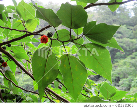 花果植物 花果植物 68158303