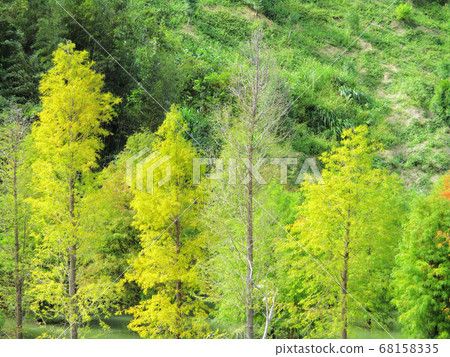 Flower and fruit plant 68158335