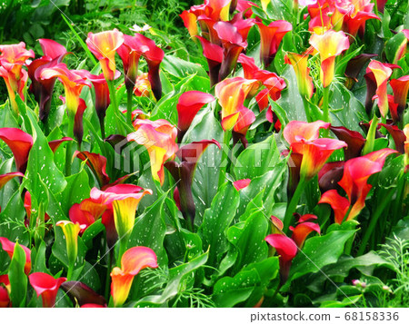 Flower and fruit plant 68158336