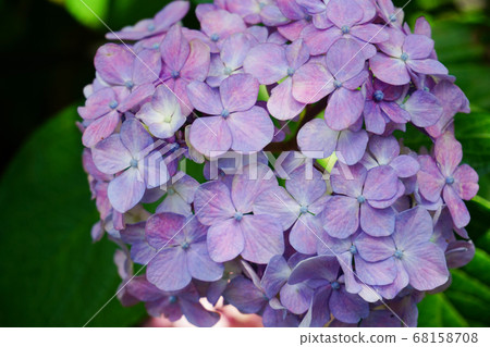 紫色繡球花 68158708