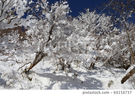 Snow scene 68158737