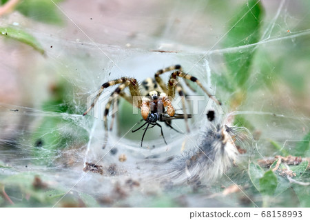 A black spider biting an insect in a tunnel-shaped nest A black spider biting an insect in a tunnel-shaped nest 68158993