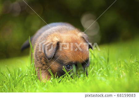 image of dog grass tree background  68159083