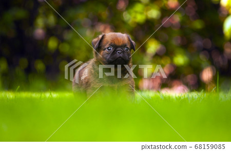 image of dog grass tree background  68159085