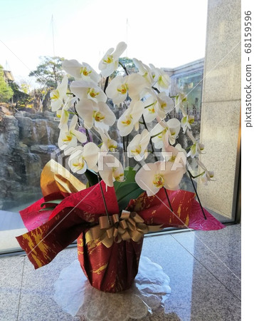 Beautiful white flowers decorated by the window Beautiful white flowers decorated by the window 68159596