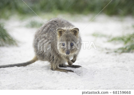 Quokka,世界上最快樂的動物孩子,在Rottnest島微笑 Quokka,世界上最快樂的動物孩子,在Rottnest島微笑 68159668
