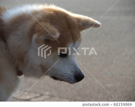 Depressing Akita Inu Depressing Akita Inu 68159869