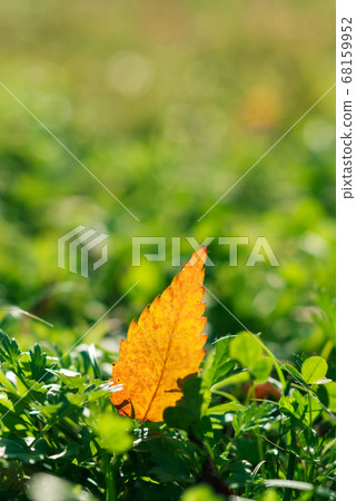 Autumn image of transparent leaves that shine through Autumn image of transparent leaves that shine through 68159952