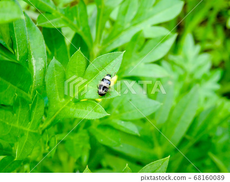 A small black insect on a green leaf A small black insect on a green leaf 68160089