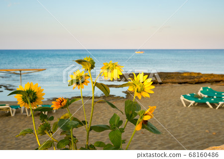 sunflowers on sea background, evening seascape sunflowers on sea background, evening seascape 68160486